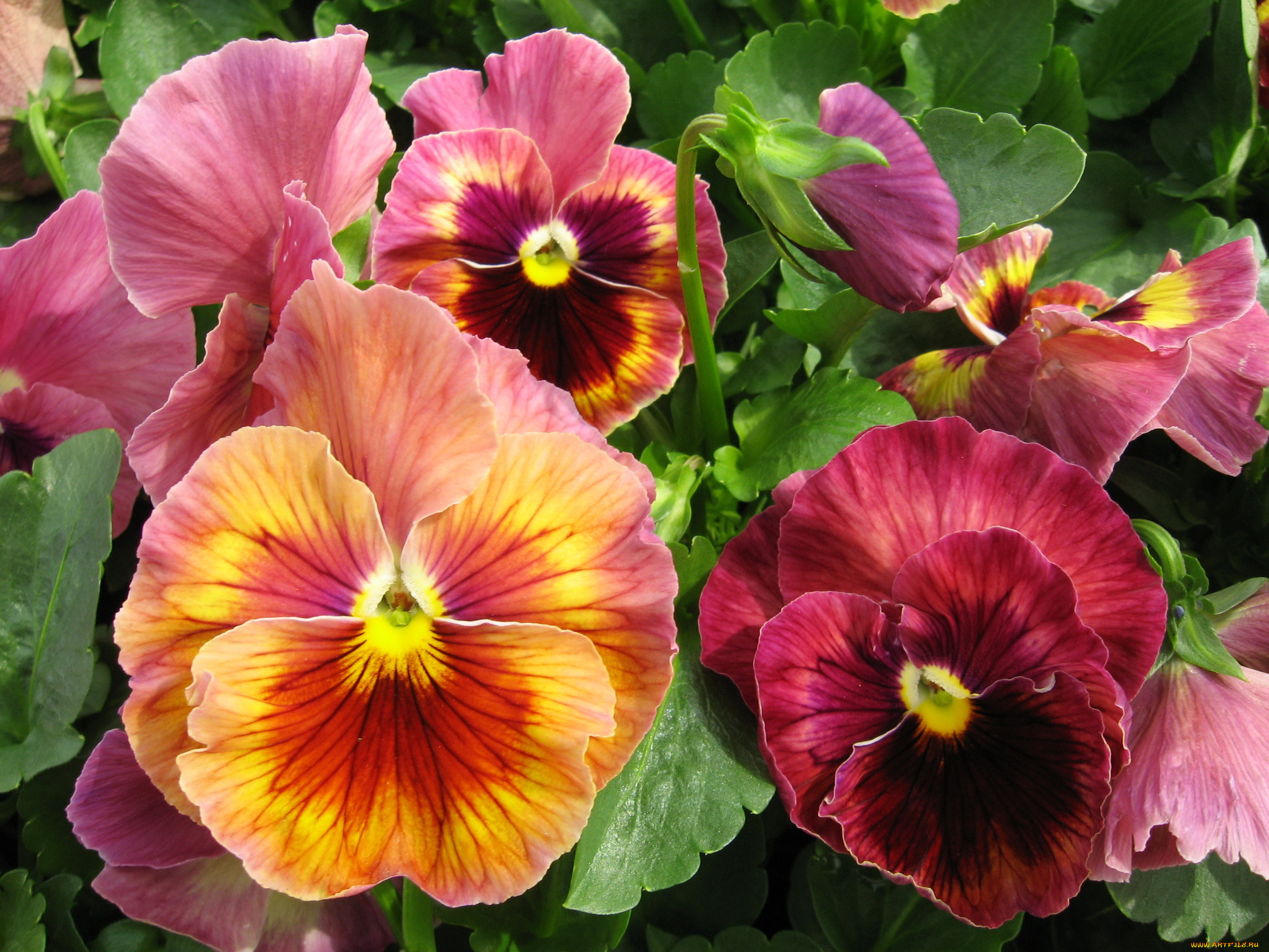 , , , , , , pansy